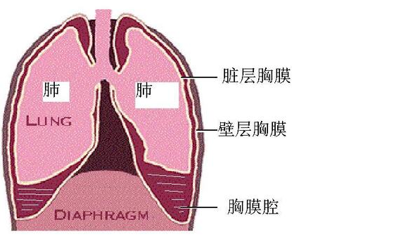 右心衰胸腔积液哪侧为主_右心衰胸腔积液为什么右侧多见_右心衰 胸腔积液