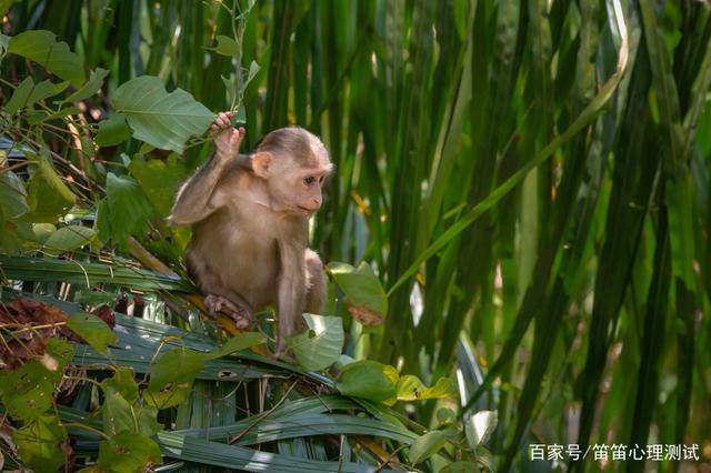 猴子跳树失误_猴子掉树上_心理测试猴子掉下树