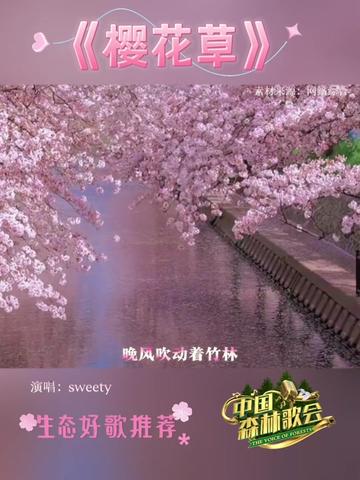 樱花草古筝曲_樱花草古筝版_樱花草古筝谱