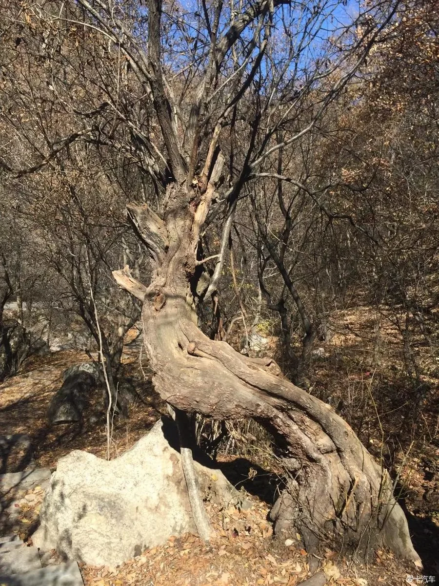 烈风掠夺者_掠夺者风暴_掠夺者袭击