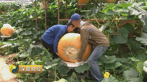 、种植农作物,养殖动物,制作食物,增加自己的收入和经验值。 2、完成游戏内的任务,