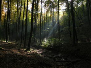 in a dense forest,探索密林深处，揭秘大自然的神秘面纱