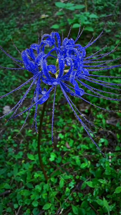 彼岸花动态,风雨中的绚烂之花