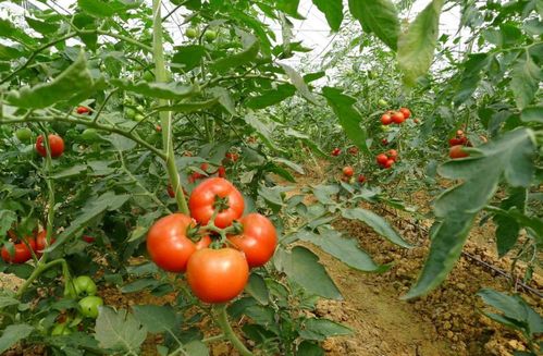 番茄种植游戏下载安卓,收获满满果实